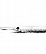 Image result for "venefica Proboscidea". Size: 156 x 185. Source: fishesofaustralia.net.au