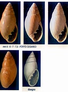 Afbeeldingsresultaten voor "ovatella Denticulata". Grootte: 137 x 185. Bron: www.conchigliedelmediterraneo.it