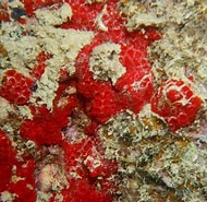 Image result for "cruella Basispinosa". Size: 190 x 185. Source: oceanexplorer.noaa.gov