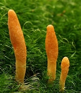 Image result for "amphiporus Cordiceps". Size: 161 x 185. Source: www.howtogrowmushrooms.org