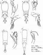 Image result for "corycaeus Robustus". Size: 144 x 185. Source: www.researchgate.net