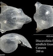 Image result for "diacavolinia Bandaensis". Size: 176 x 185. Source: www.marinespecies.org