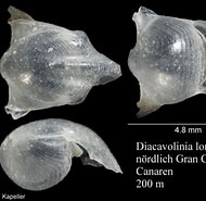 Image result for "diacavolinia limbata Africana". Size: 190 x 185. Source: www.marinespecies.org