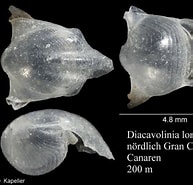 Image result for "diacavolinia Flexipes". Size: 193 x 185. Source: www.marinespecies.org