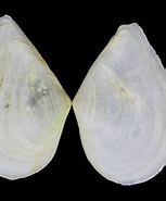 Afbeeldingsresultaten voor Cuspidaria fraterna. Grootte: 153 x 185. Bron: www.topseashells.com