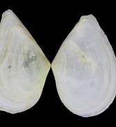 Afbeeldingsresultaten voor Cuspidaria obesa Geslacht. Grootte: 168 x 185. Bron: www.topseashells.com