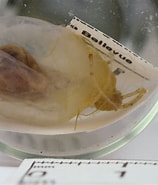 Afbeeldingsresultaten voor "ascidia Obliqua". Grootte: 158 x 185. Bron: www.marinespecies.org
