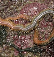 Image result for "sthenelais Boa". Size: 176 x 185. Source: www.aphotomarine.com