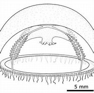 Image result for "ptychogena Hyperborea". Size: 187 x 185. Source: www.researchgate.net