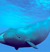 Image result for Hoe oud worden walvissen. Size: 177 x 185. Source: www.krantvandeaarde.nl