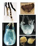Afbeeldingsresultaten voor Tamoya haplonema Geslacht. Grootte: 150 x 185. Bron: www.researchgate.net