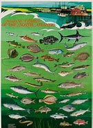 Afbeeldingsresultaten voor North Atlantic Register of Marine Species. Grootte: 135 x 185. Bron: www.dpvintageposters.com