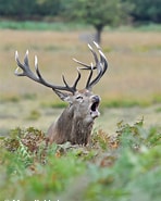 Image result for Red Deer Lower Classifications. Size: 148 x 185. Source: www.wildlifeonline.me.uk