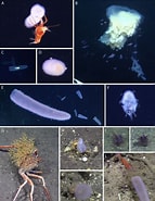 Image result for Doliopsoides. Size: 143 x 185. Source: www.researchgate.net
