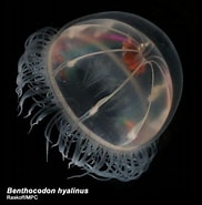 Image result for Benthocodon hyalinus. Size: 182 x 185. Source: www.pinterest.com