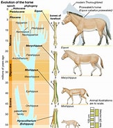 Image result for Equus Genus Lifespan. Size: 163 x 185. Source: eukaryote.fandom.com