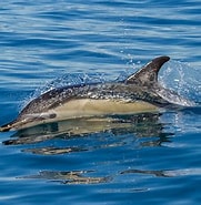 Afbeeldingsresultaten voor Gewone dolfijn Stam. Grootte: 181 x 185. Bron: www.vogelsinbeeld.nl