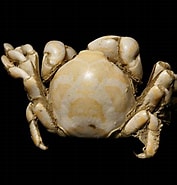 Afbeeldingsresultaten voor Pea Crab genus. Grootte: 177 x 185. Bron: www.ourbreathingplanet.com