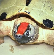 Image result for Callagurschildpad. Size: 182 x 185. Source: www.milanverhaeg.nl