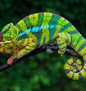 Résultat d’image pour Le caméléon Animal. Taille: 176 x 185. Source: www.pets.fr