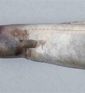 Image result for Simenchelys parasitica. Size: 170 x 185. Source: australian.museum