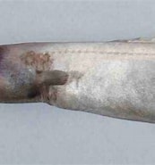 Image result for Simenchelys parasitica Habitat. Size: 173 x 185. Source: australian.museum