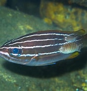 Image result for Parapristipoma. Size: 176 x 185. Source: reeflifesurvey.com