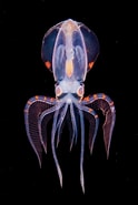 Image result for Thysanoteuthis Nuchus. Size: 124 x 185. Source: www.pinterest.co.kr