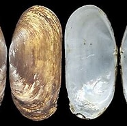 Afbeeldingsresultaten voor Solecurtidae Superfamilie. Grootte: 186 x 159. Bron: www.idscaro.net