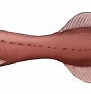 Afbeeldingsresultaten voor "cetostoma Regani". Grootte: 180 x 96. Bron: paleontology.sakura.ne.jp
