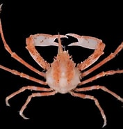 Image result for "pugettia-nipponensis". Size: 177 x 185. Source: japanesedecapods.web.fc2.com
