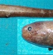 Image result for Simenchelys parasitica. Size: 180 x 144. Source: www.fishbase.se