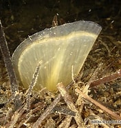 Afbeeldingsresultaten voor Atrina fragilis Habitat. Grootte: 176 x 185. Bron: bioobs.fr