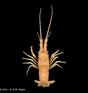 Image result for "scyllarides Delfosi". Size: 174 x 185. Source: www.crustaceology.com