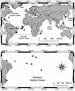 Image result for Synopia ultramarina Rijk. Size: 154 x 185. Source: www.researchgate.net
