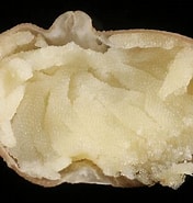Afbeeldingsresultaten voor Sacculina inflata. Grootte: 176 x 185. Bron: www.aphotomarine.com