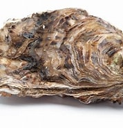 Afbeeldingsresultaten voor Japanse oester last. Grootte: 178 x 185. Bron: www.qualimer.com