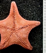 Image result for Notioceramus anomalus. Size: 159 x 185. Source: www.marinespecies.org