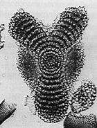 Image result for "amphirhopalum Ypsilon". Size: 140 x 185. Source: www-odp.tamu.edu