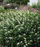 Afbeeldingsresultaten voor Lysimachia clethroides Standplaats. Grootte: 155 x 185. Bron: www.gardeningexpress.co.uk