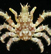 Image result for "tylocarcinus Styx". Size: 177 x 185. Source: inpn.mnhn.fr