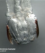 Image result for Eukrohniidae. Size: 157 x 185. Source: www.arcodiv.org