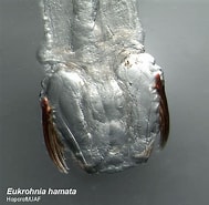 Afbeeldingsresultaten voor Eukrohniidae Phylum. Grootte: 189 x 185. Bron: www.arcodiv.org
