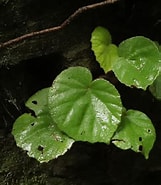 Afbeeldingsresultaten voor "Amphorellopsis Quinquealata". Grootte: 161 x 185. Bron: phytoimages.siu.edu