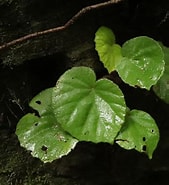 Image result for "Amphorellopsis Quinquealata". Size: 169 x 185. Source: phytoimages.siu.edu
