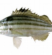 Image result for Pelates quadrilineatus Superklasse. Size: 174 x 185. Source: fishesofaustralia.net.au
