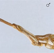 Image result for "lycaea Nasuta". Size: 189 x 185. Source: acrinwafrica.mnhn.fr
