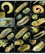 Image result for Austrolaenillamollis Klasse. Size: 154 x 185. Source: www.researchgate.net