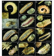 Afbeeldingsresultaten voor Austrolaenilla mollis Rijk. Grootte: 178 x 185. Bron: www.researchgate.net