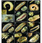 Afbeeldingsresultaten voor Austrolaenillamollis. Grootte: 182 x 185. Bron: www.researchgate.net